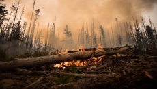 COVID-19 pandemic adds risk to wildfire season: B.C. forests minister